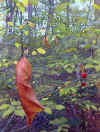 "Leaf," Acrylic on Paper, 1999