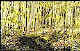Landscape Paintings